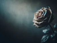 Бледная роза в полумраке