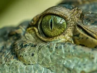 Глаз рептилии