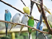 Попугаи на ветке