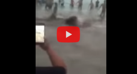 Туристы сняли на видео неудачную попытку акулы укусить отдыхающих на пляже