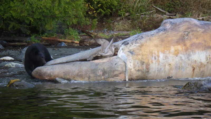 В Канаде путешественники встретили медведя, пообедавшего китом