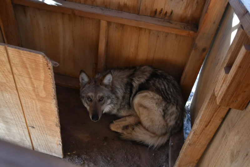 Чиновники американского FWS устроили шоу «Холостяк» для редкой волчицы