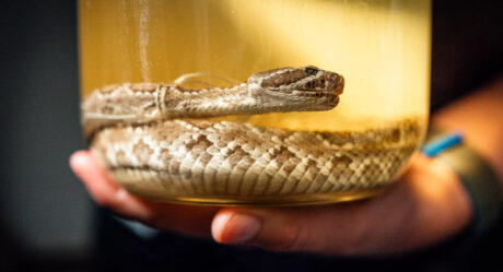 Противовоспалительный препарат, оказавшийся средством от змеиного яда