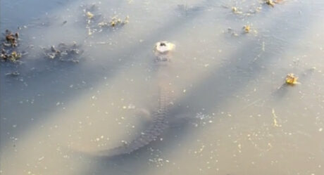 В Техасе замечен неподвижный аллигатор в обледенелом пруду