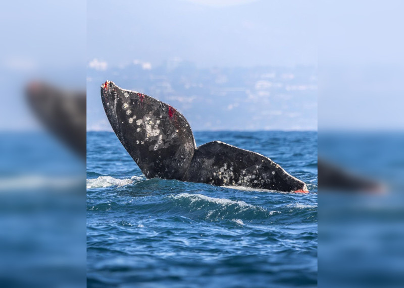 Косатки пытались убить серого кита у берегов Сан-Диего