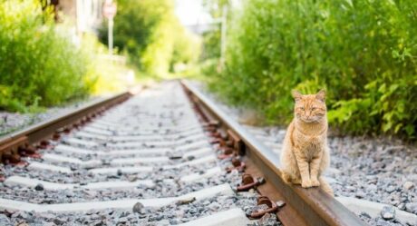 Хозяйка выброшенного из поезда в Кирове кота добивается увольнения проводницы