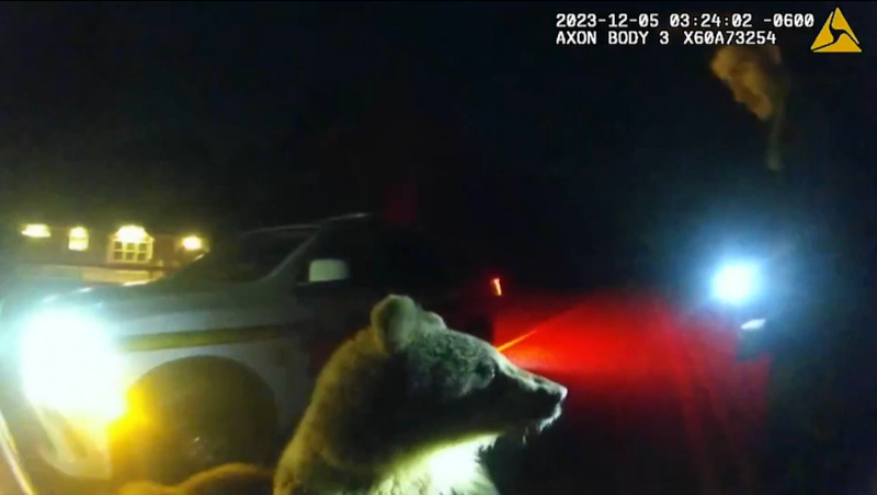 Во Флориде в декабре были обнаружены два миролюбивых медвежонка-кадьяка
