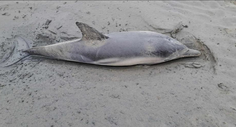 В британском Уэльсе волонтеры несколько часов спасали дельфинов, оказавшихся на песке