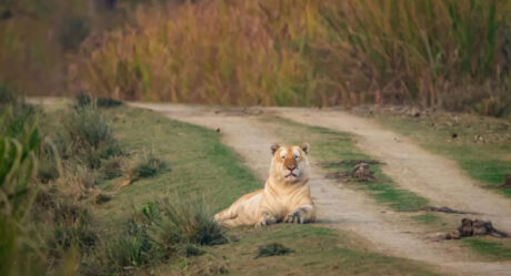 В Индии замечен редкий золотой тигр