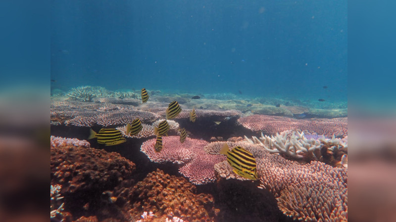 Нарастают опасения по поводу обесцвечивания кораллов Большого Барьерного рифа
