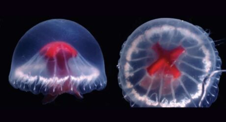 Ученые открыли в Японии новый вид медуз