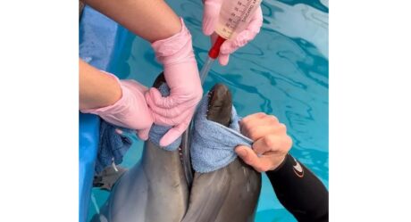 Росприроднадзор: дельфин, обнаруженный на берегу Черного моря в Евпатории, идет на поправку
