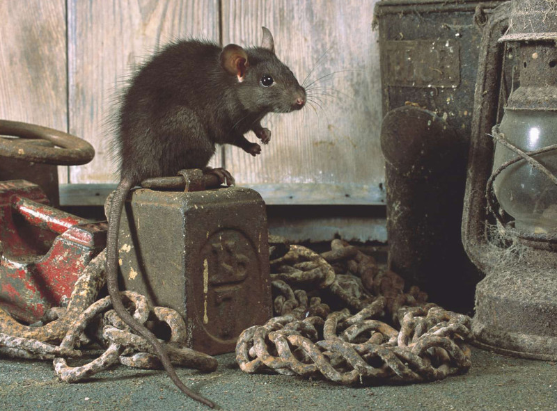 Исследователи выяснили дату прибытия крыс в Штаты