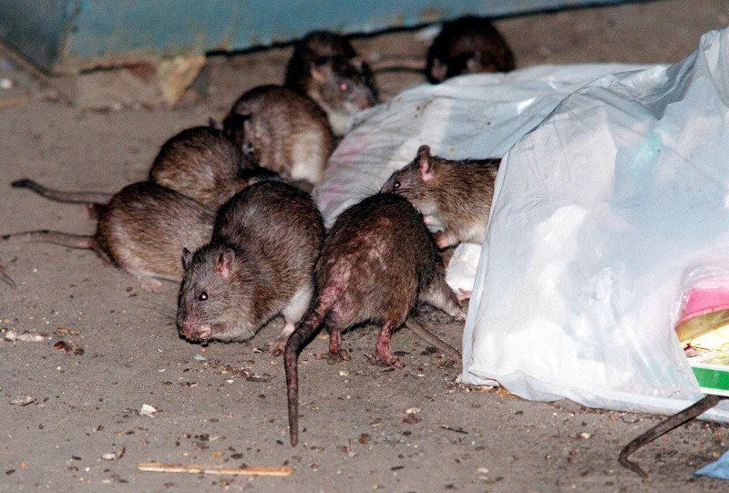 Исследователи выяснили дату прибытия крыс в Штаты