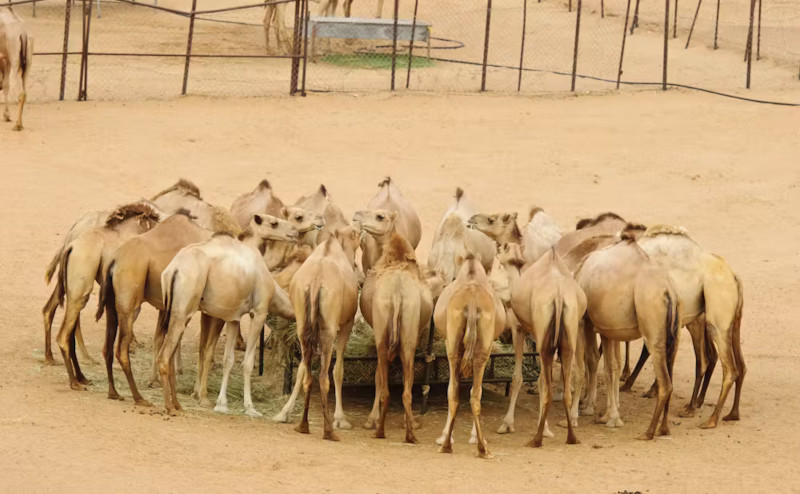 Верблюдицы вскоре могут полностью заменить коров