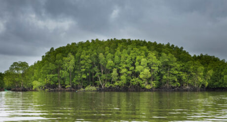 В мангровых зарослях Камбоджи найдено 700 видов диких обитателей