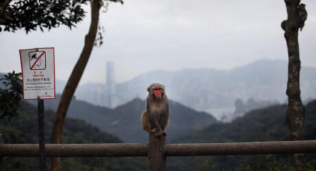 Что известно о смертоносном вирусе герпеса от обезьян