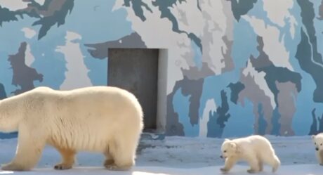 Медвежата, родившиеся в якутском зоопарке, были названы в честь рек