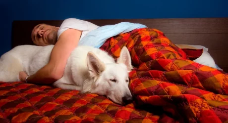 Сон вместе с собакой может быть вреден для человека