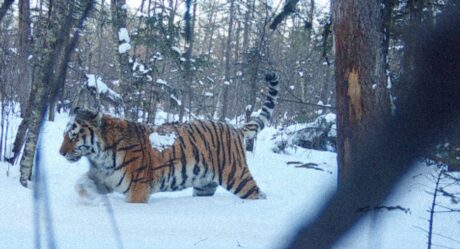 В Приморском крае попал в фотоловушку тигр с необычным окрасом