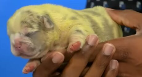 Newsweek: биливердин в плаценте стал причиной появления на свет щенка с шерстью зеленого цвет