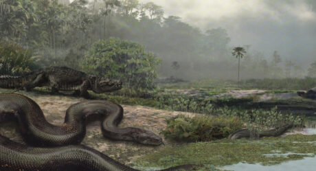 В Индии обнаружили останки гигантской древней змеи, весом в 1 тонну