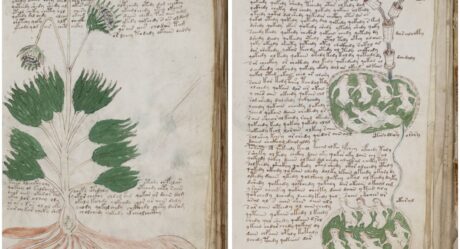 Ученые из Австралии полагают, что загадочный манускрипт Войнича – это трактат о гинекологии