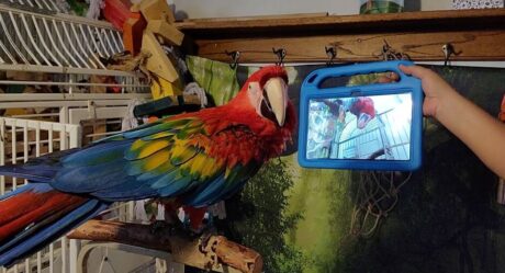 Ученые выяснили, что попугаи отличают реальный видеозвонок от видеозаписи
