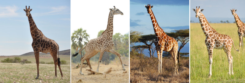 Сколько видов жирафов существует с позиции генетики