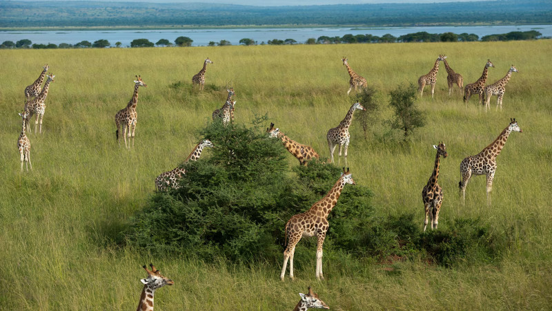 Сколько видов жирафов существует с позиции генетики