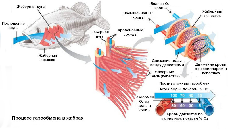 Почему мы не способны дышать под водой