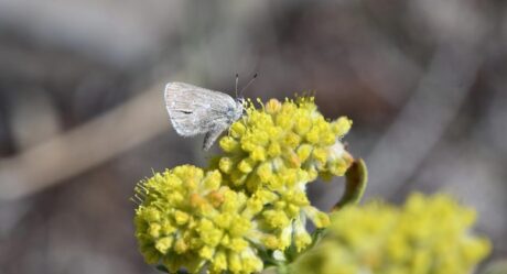 Учёные открыли уникальный вид бабочки, сотрудничающий с муравьями