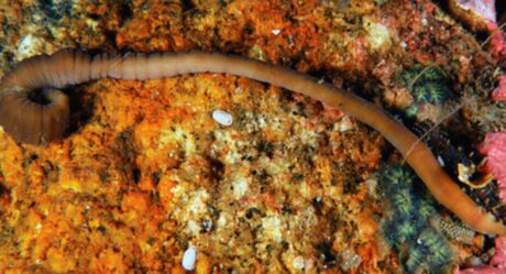 В Испании учёные нашли “червя-аккордеона”, способного сжиматься в 5 раз