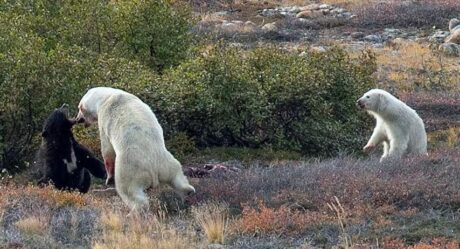 Очевидцы сняли драку белого и черного медведей в Канаде